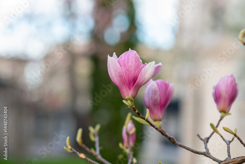 Obraz na płótnie Blooming magnolia branch with pink and purple flowers, spring close-up w salonie