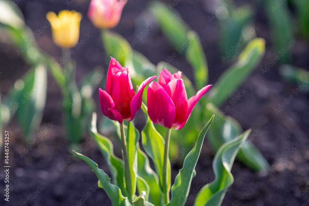 Two red tulips blooming in spring garden
