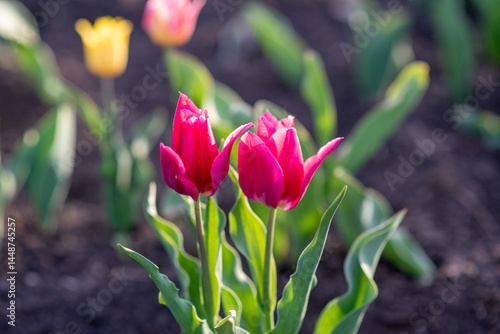 Obraz na płótnie Two red tulips blooming in spring garden w salonie