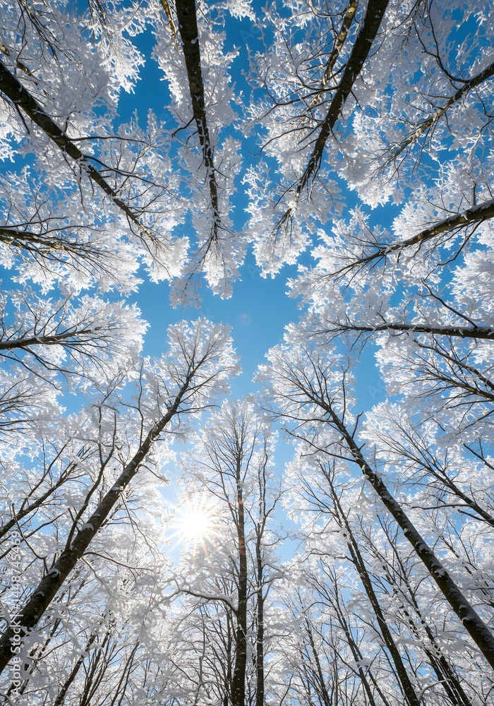 Winter's embrace: A dazzling skyward view of frost-laden trees under a brilliant blue canopy, creating an ethereal natural tapestry of light and textures Winter's embrace: A dazzling skyward view of frost-laden trees under a brilliant blue canopy, creating an ethereal natural tapestry of light and textures