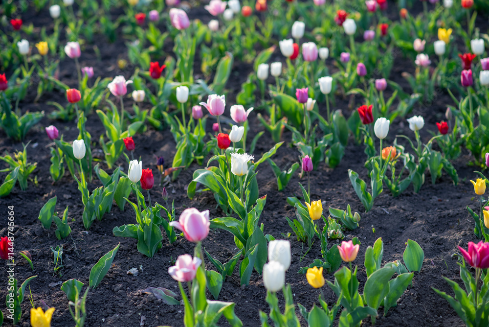 Colorful variety of tulips in full bloom outdoors