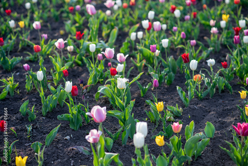 Obraz na płótnie Colorful variety of tulips in full bloom outdoors w salonie