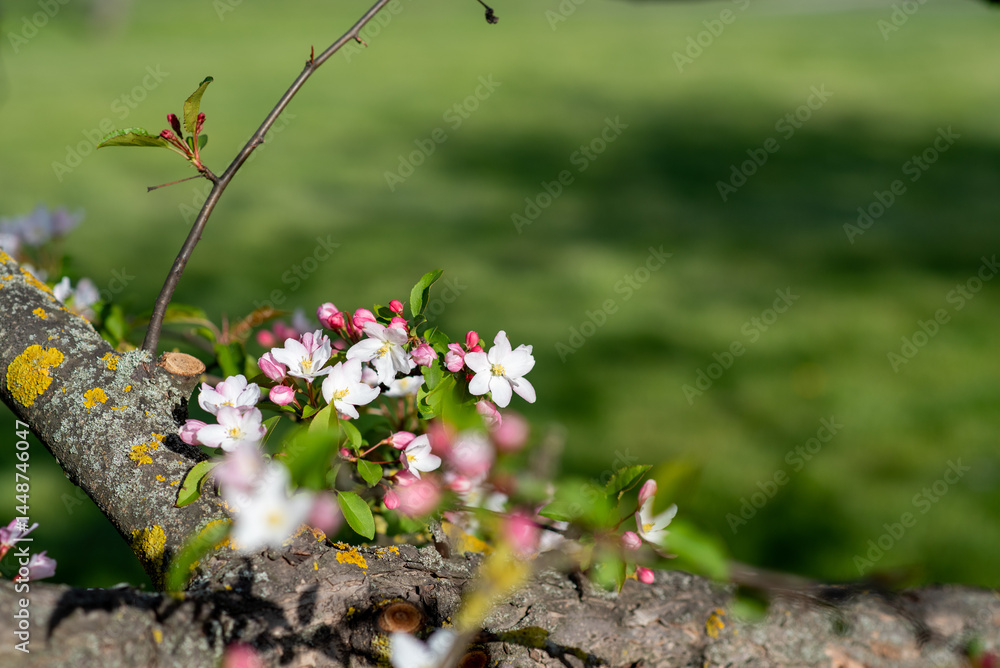 Spring Blossoming Branches with White Flowers on Soft Blurred Background for text