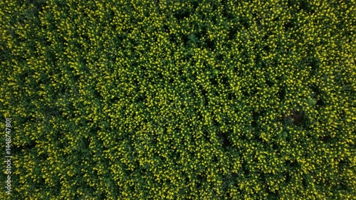 Top down drone view of a yellow canola field