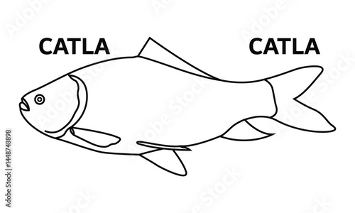  Asian Carp Catla Fish catla catla silhouette outline