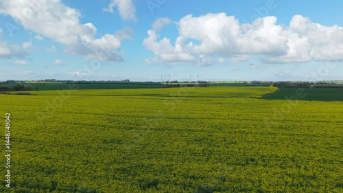 Drone view of a yellow canola field