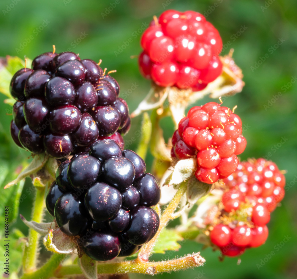 Ripe and brightt blackberries on the vine