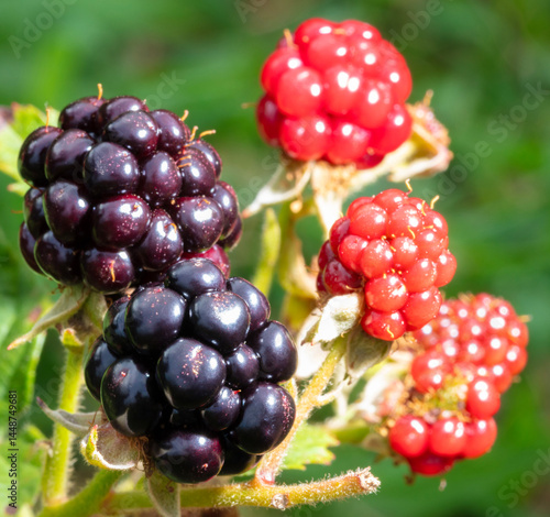 Obraz na płótnie Ripe and brightt blackberries on the vine w salonie