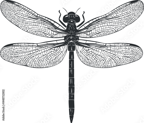 Detailed black and white illustration of a dragonfly with transparent wings and segmented body