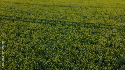 Drone view of a yellow canola field