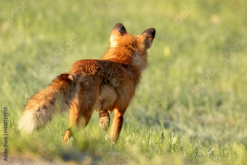 Female red fox, Vulpes vulpes hunting rodents on an early spring morning in Estonian nature