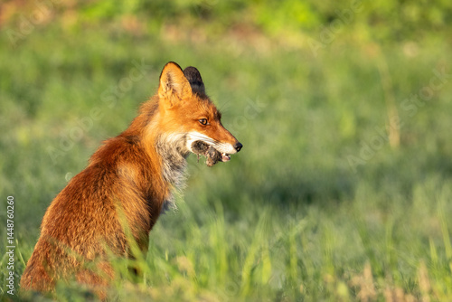 Cute red fox, Vulpes vulpes sitting on the ground, mouth full of rodents