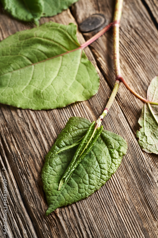 Japanese knotweed or Reynoutria japonica leaves on a wooden table. Ingredient for tincture. Japanese knotweed or Reynoutria japonica leaves on a wooden table. Ingredient for tincture.