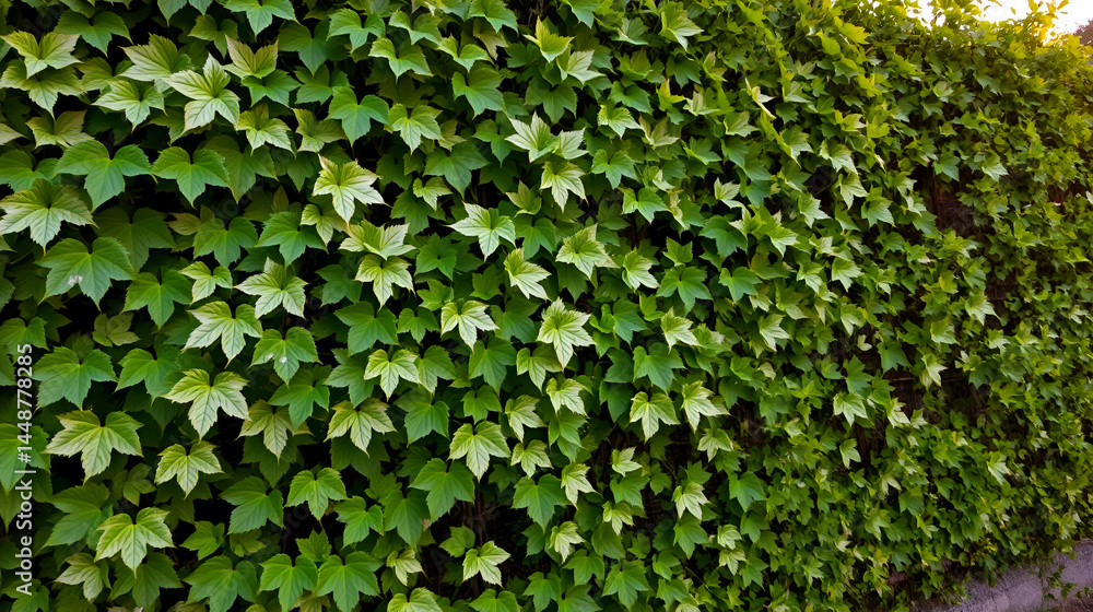 Obraz premium Foliage background, green fence, hedging foliage, green and white leaves, variegated two-tone leaves. the wall is covered with wild grapes. Light of the setting sun.