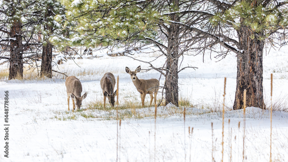 Obraz premium Wildlife thrives as three curious deer explore a quiet, snowy field on the outskirts of Boulder, Colorado
