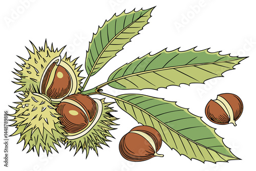 98 Chestnuts in spiky green husks, glossy brown nuts, vibrant green leaves, botanical illustration, high detail, macro photography, soft lighting, white background, photorealistic, nature study, autum
