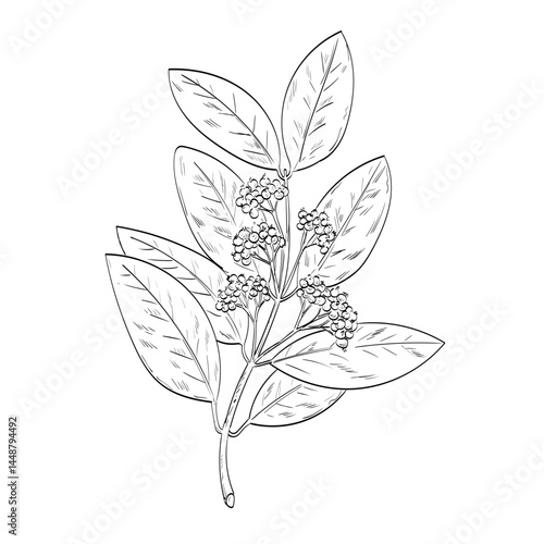 Drawing sketch style illustration of an Allspice, Jamaica pepper, myrtle pepper, pimenta or pimento, a dried unripe berry of Pimenta dioica, a midcanopy tree done in black and white line art. 