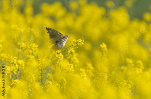 corn bunting Emberiza calandra in early spring somewhere in Central France