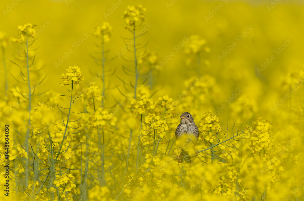 Obraz premium corn bunting Emberiza calandra in early spring somewhere in Central France