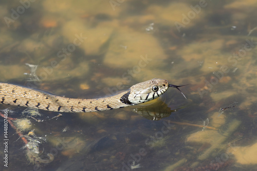 Barred grass snake Natrix Helvetica swimming on a pond in Central France
