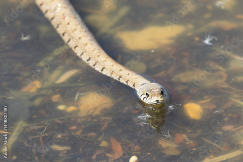 Barred grass snake Natrix Helvetica swimming on a pond in Central France