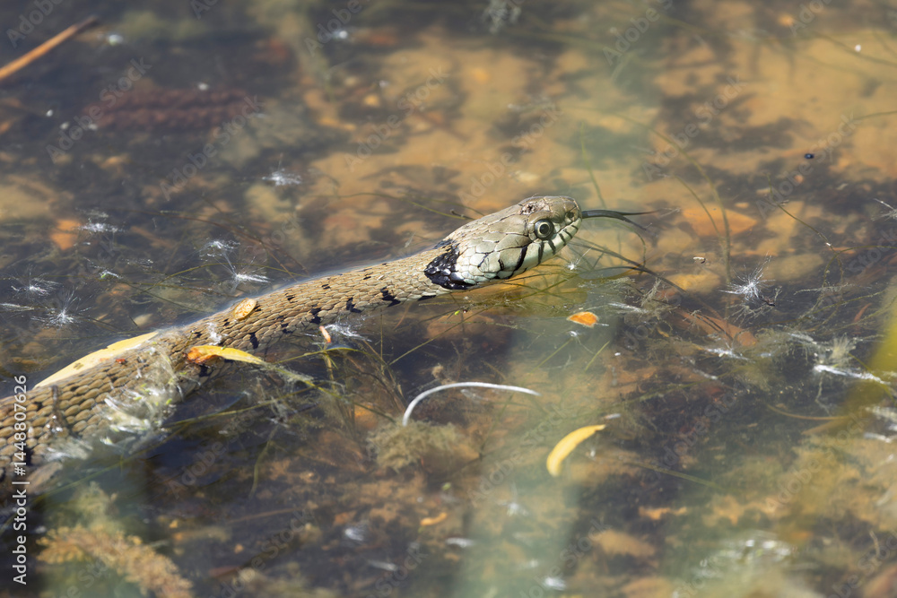 Barred grass snake Natrix Helvetica swimming on a pond in Central France