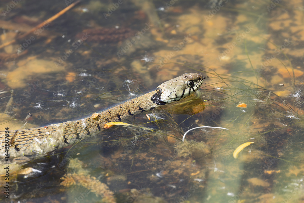 Barred grass snake Natrix Helvetica swimming on a pond in Central France