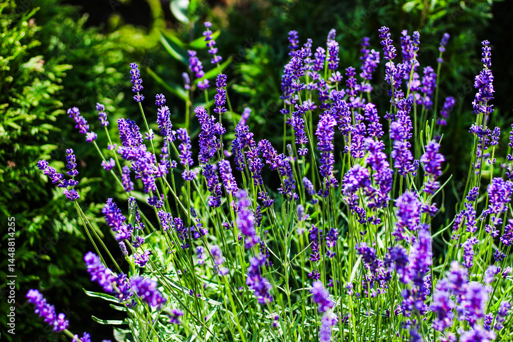 Obraz premium Purple lavender blooms in a sunny garden during summer season
