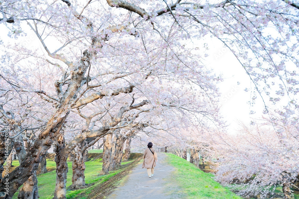 五稜郭公園の桜