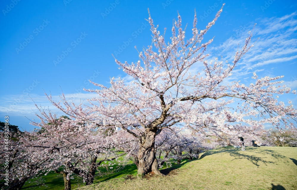 五稜郭公園の桜