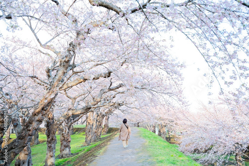 Obraz na płótnie 五稜郭公園の桜 w salonie