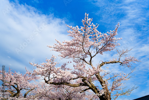 五稜郭公園の桜