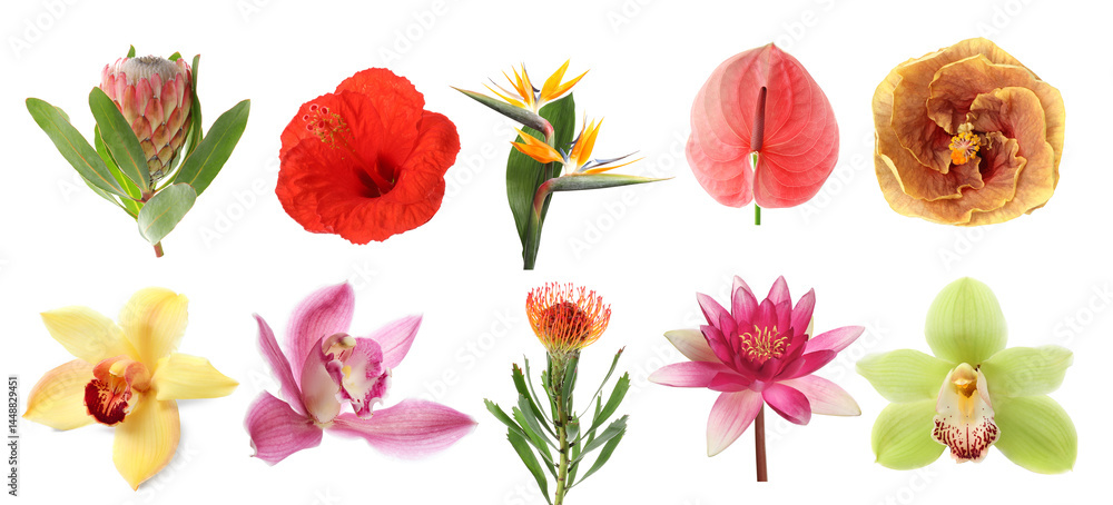 Fototapeta premium Beautiful tropical flowers isolated on white, set