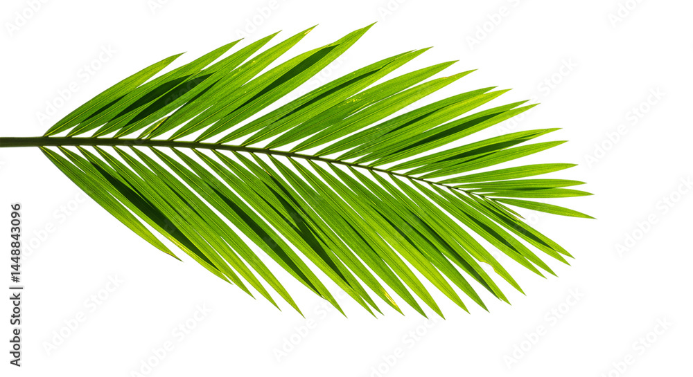Fototapeta premium Green palm leaf illustration with sharp fronds isolated on transparent background, ideal for tropical decor, summer designs, nature branding, spa visuals, and beach-themed elements