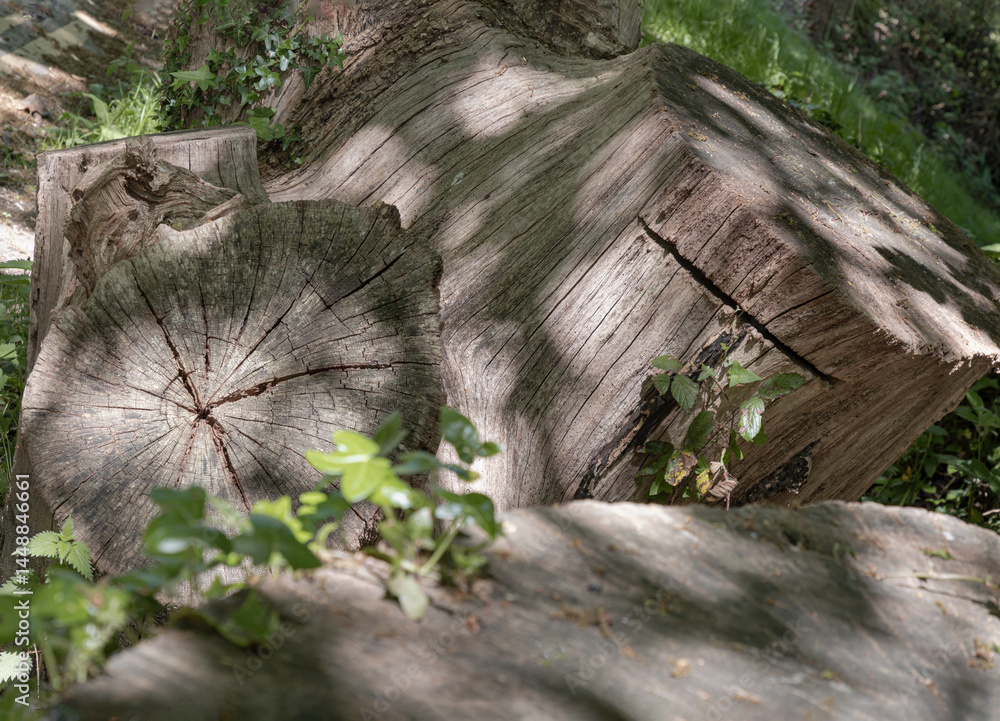 Sunlight shines on the surface of the Tree stump through the gaps between branches and leaves, A large tree stump of a tree's trunk after cut down surrounded by small plants. Space for text.