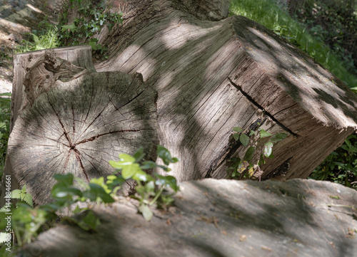 Sunlight shines on the surface of the Tree stump through the gaps between branches and leaves, A large tree stump of a tree's trunk after cut down surrounded by small plants. Space for text.