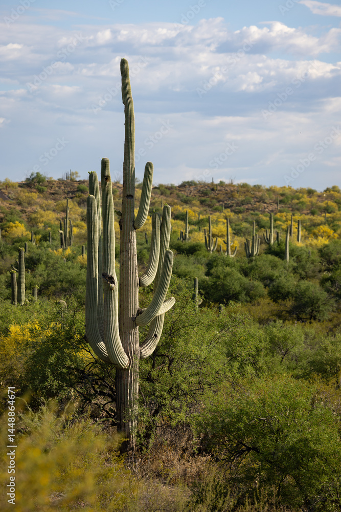 A giant saguaro cactus rises over a valley of yellow palo verde trees in the Sonoran Desert near Tucson Arizona