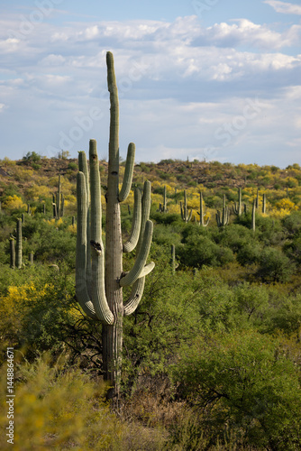 A giant saguaro cactus rises over a valley of yellow palo verde trees in the Sonoran Desert near Tucson Arizona