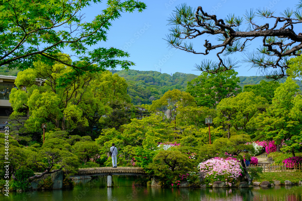 Obraz premium ツツジと新緑が眩しい初夏の公園 神戸市の日本庭園相楽園で撮影