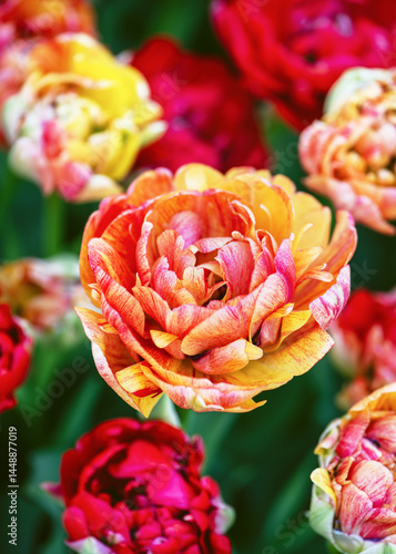 Amazing colorful double tulip flowers in an early spring cottage garden. Sun Lover (Tulipa) Gardening concept. Soft focus.	