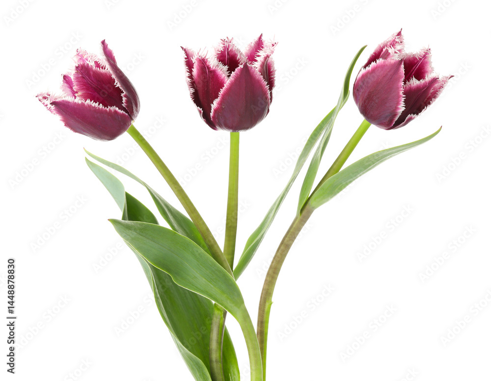Three beautiful color tulips isolated on white Three beautiful color tulips isolated on white