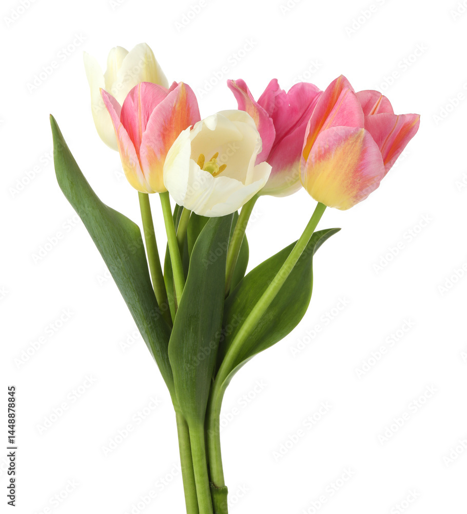 Many beautiful colorful tulips isolated on white Many beautiful colorful tulips isolated on white