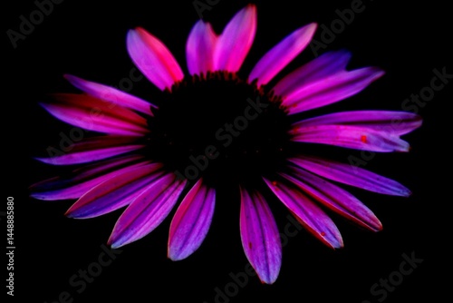  Purple Flower