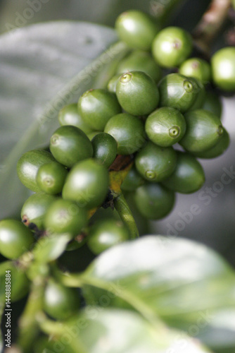 Coffee Beans