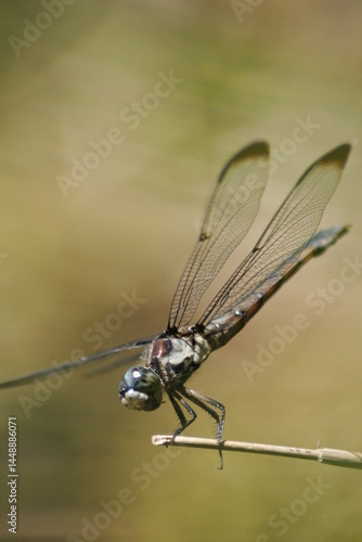  dragon fly hanging out