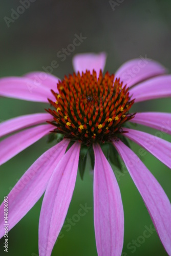 Purple Flower