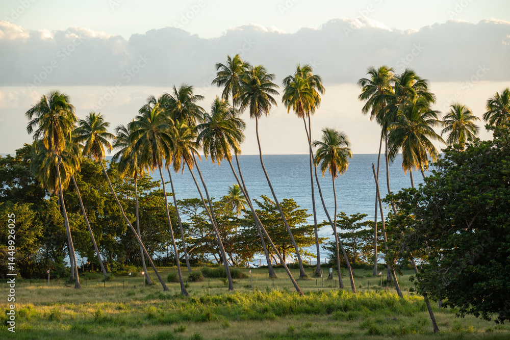 Fototapeta premium Rincon, Puerto Rico