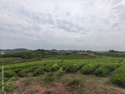 Wallpaper Mural green tea plantation
 Torontodigital.ca