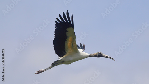Colorful white and green wood stork inflight against blue sky. 