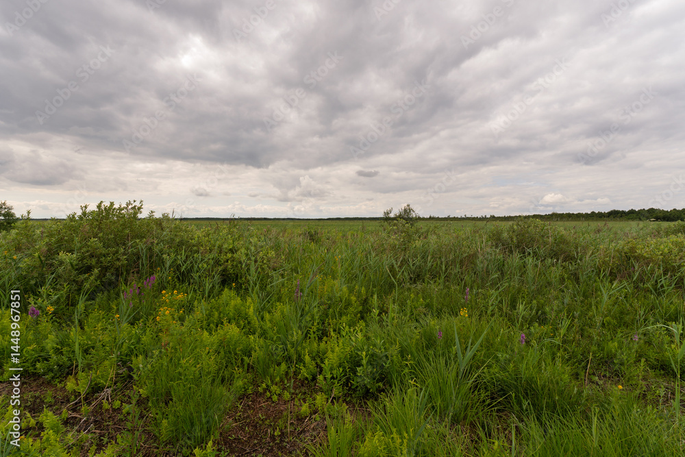 Obraz premium A field of grass with a cloudy sky in the background